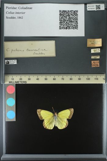 Media type: image;   Entomology 192033